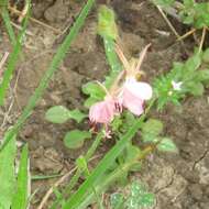 Oenothera suffulta (Engelm.) W. L. Wagner & Hoch resmi