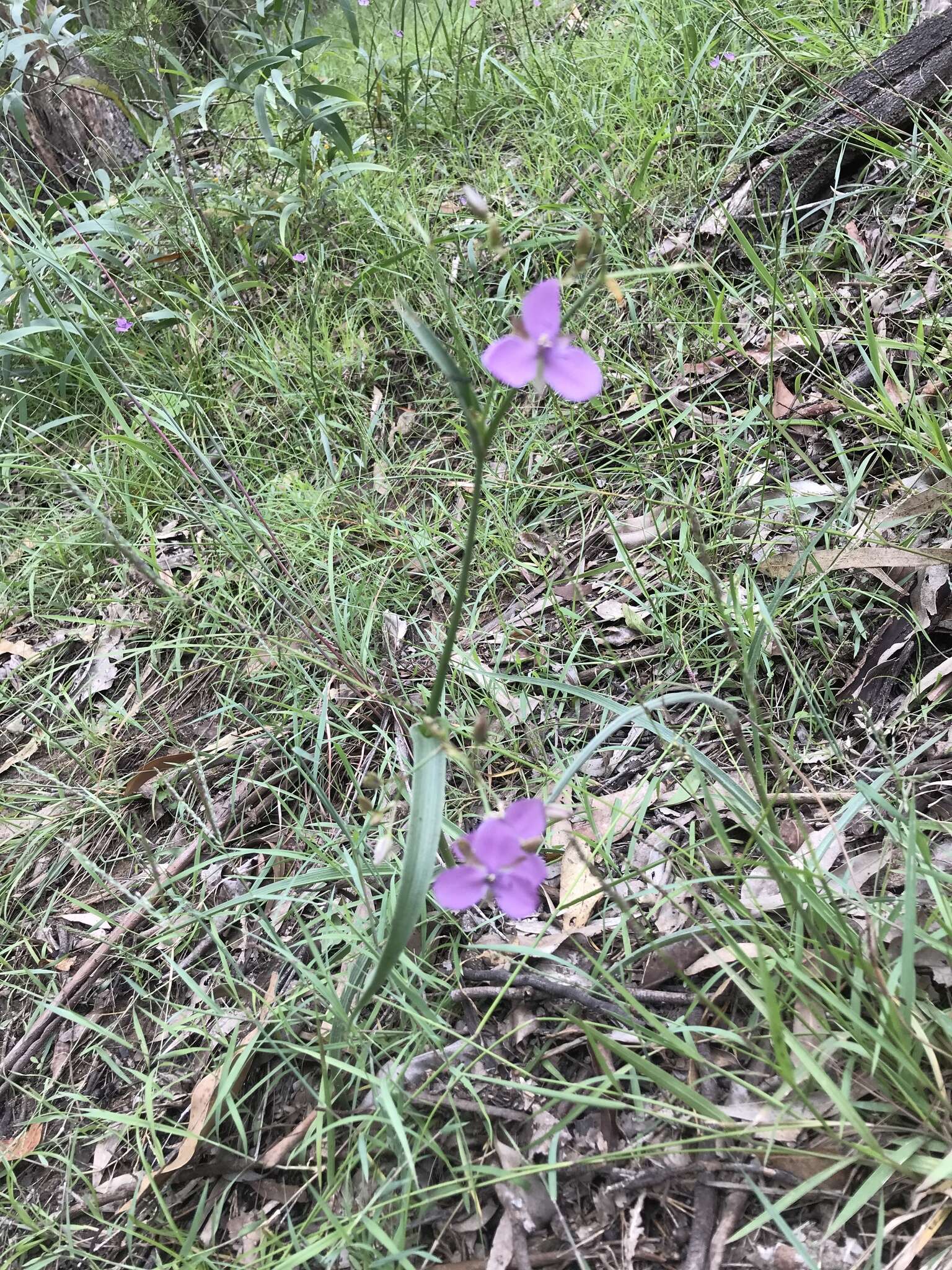 Murdannia graminea (R. Br.) G. Brückn.的圖片