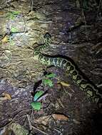 Image of Morelia spilota cheynei Wells & Wellington 1984