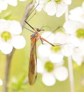 Image of Harpobittacus australis (Klug 1838)