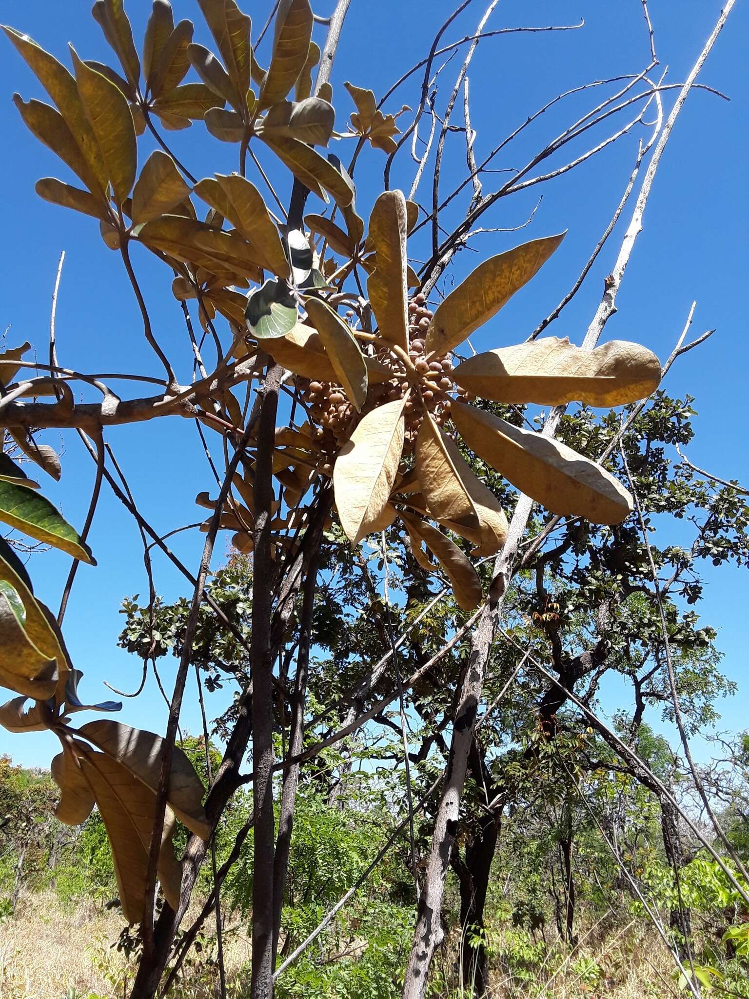 Image of Schefflera macrocarpa (Cham. & Schltdl.) Frodin