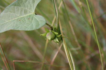 Image of Ipomoea biflora (L.) Pers.