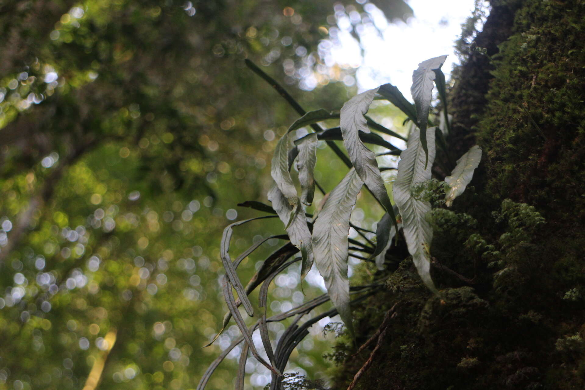 Imagem de Asplenium ensiforme Wall.