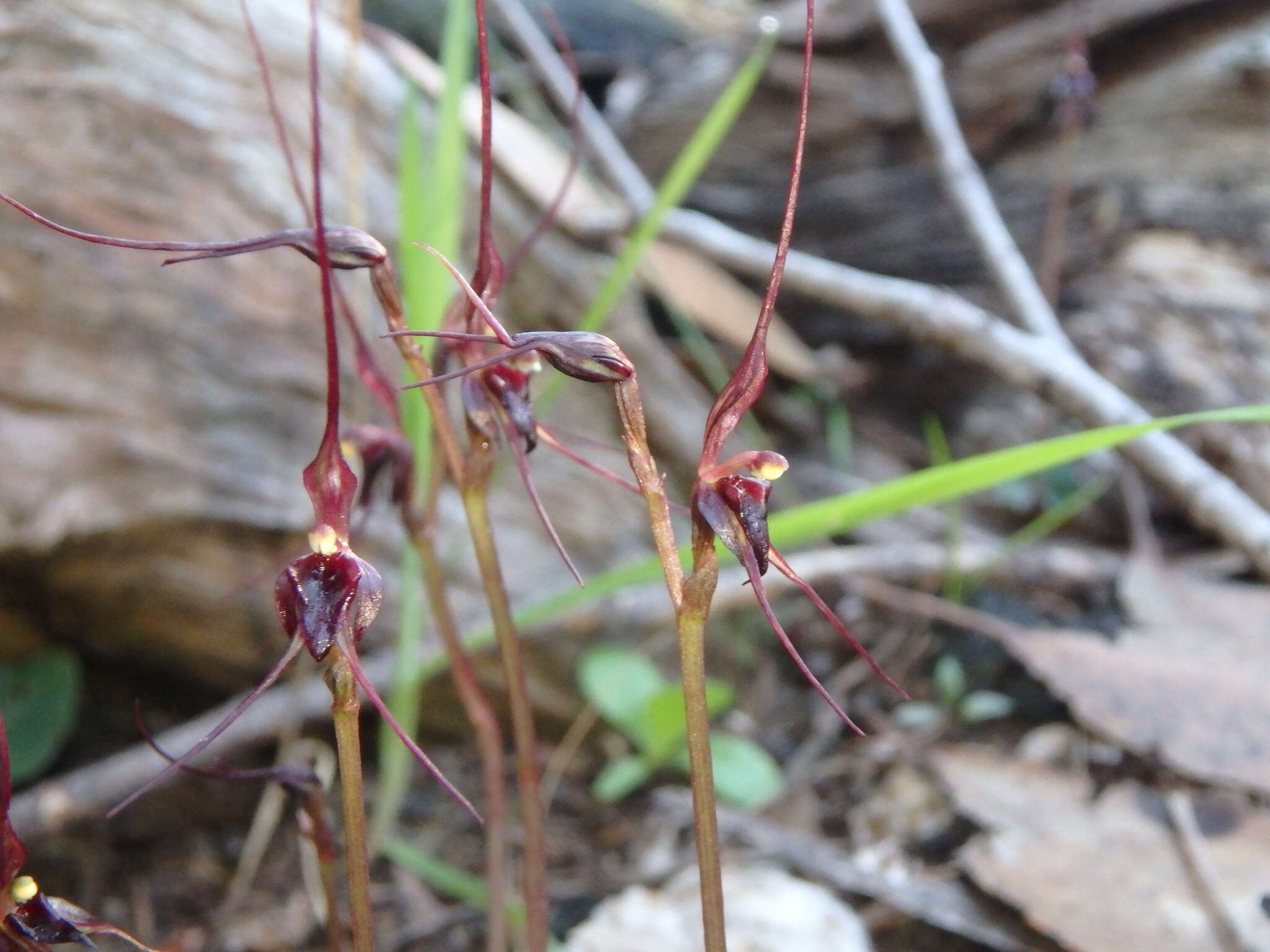 Image of Mayfly orchid