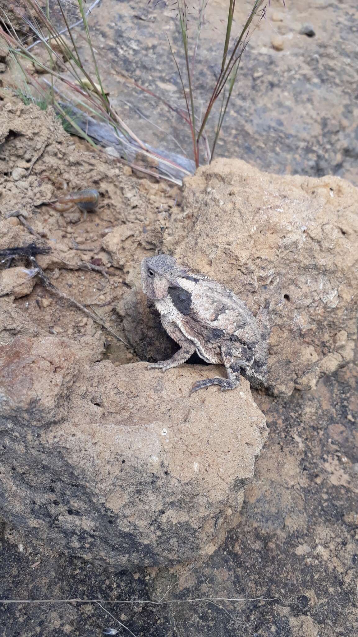 Phrynosoma braconnieri Duméril & Bocourt 1870的圖片