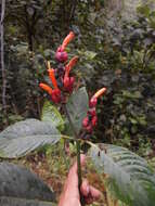 Sanchezia rubriflora Leonard resmi