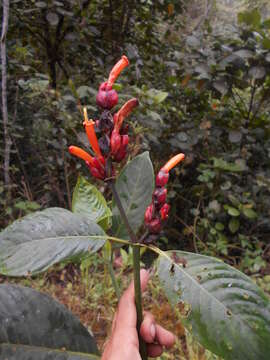 Image of Sanchezia rubriflora Leonard