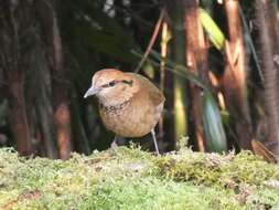 Image of Rusty-naped Pitta