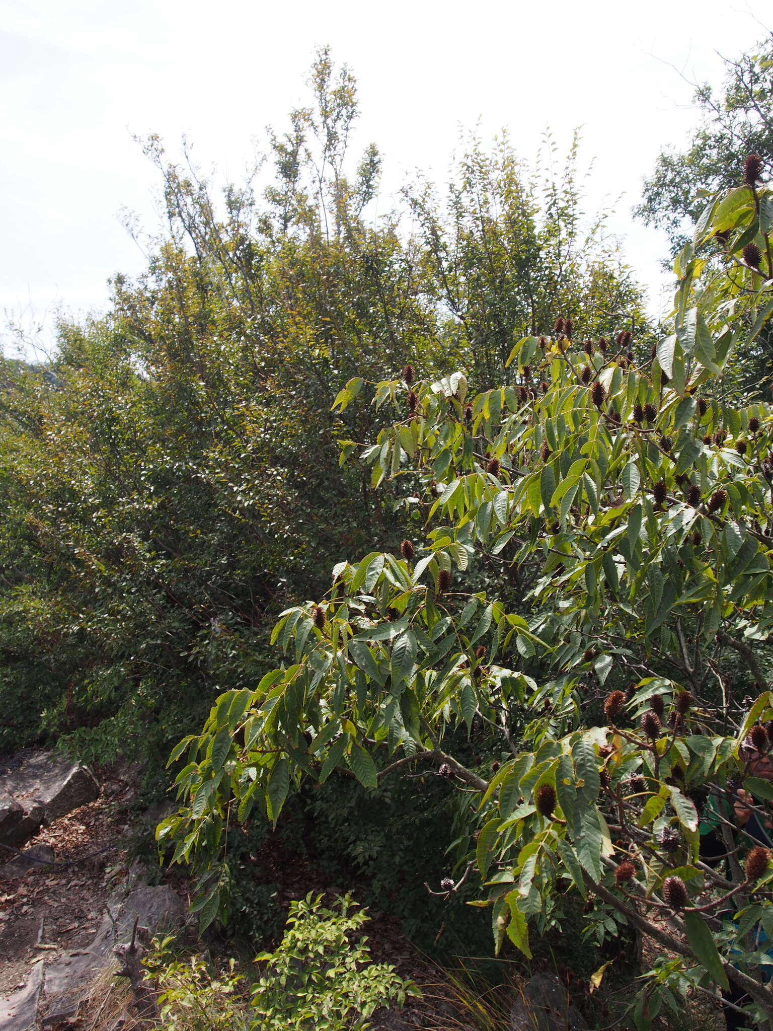 Image of Platycarya