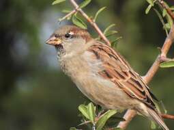 صورة Passer domesticus balearoibericus Jordans 1923