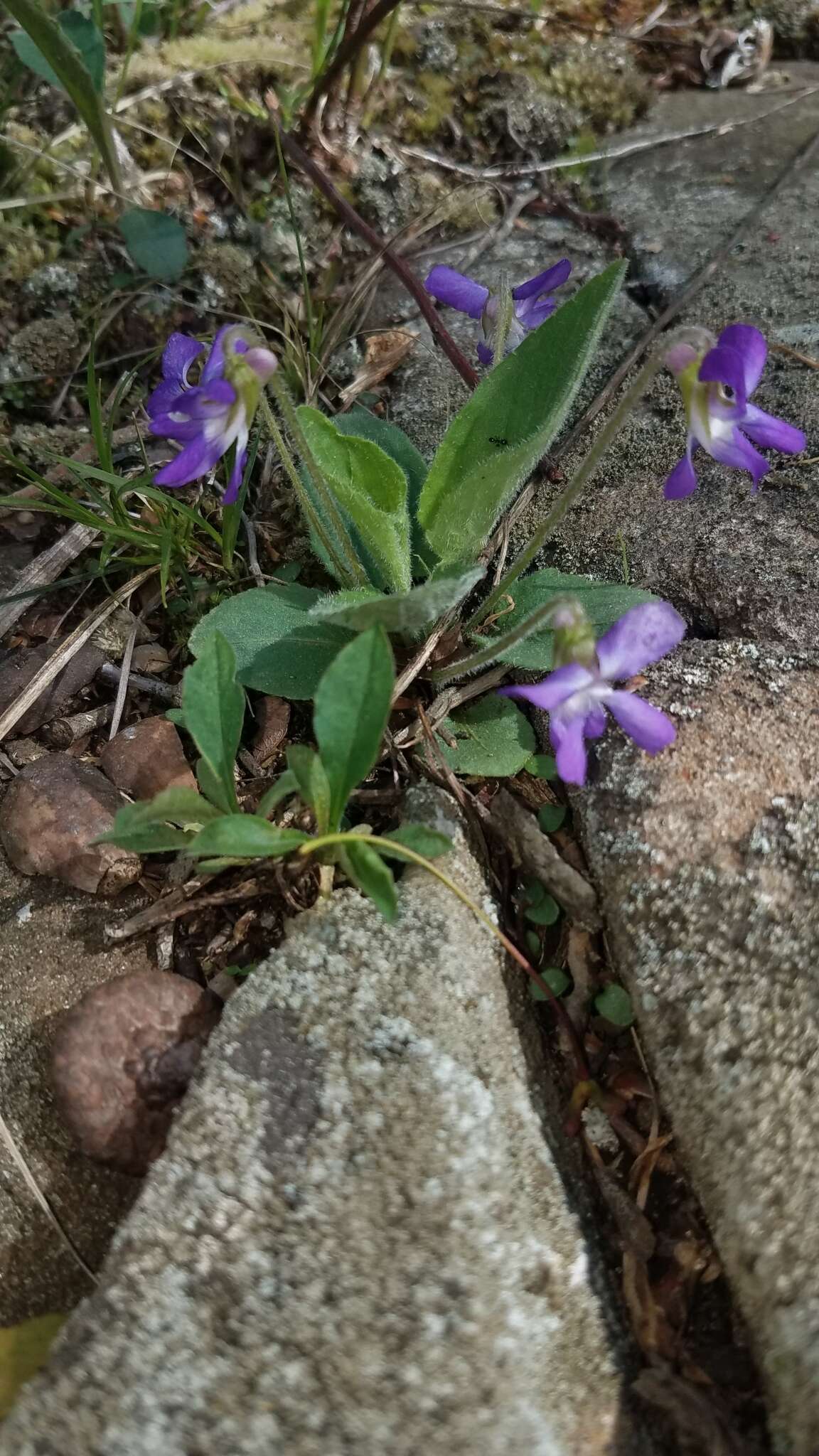 Sivun Viola sagittata var. ovata (Nutt.) Torr. & A. Gray kuva