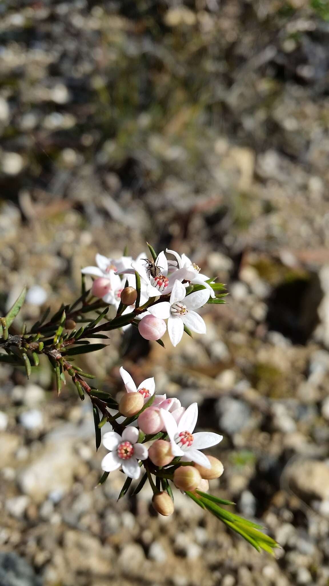 Image of Philotheca pungens (Lindl.) Paul G. Wilson