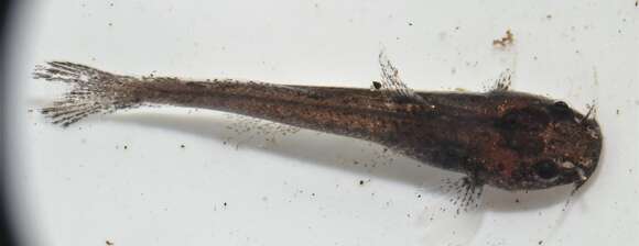 Image of Speckled madtom