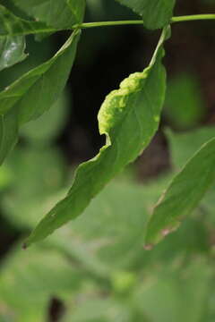 Image of Jumping plant lice