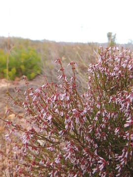 Imagem de Erica equisetifolia Salisb.