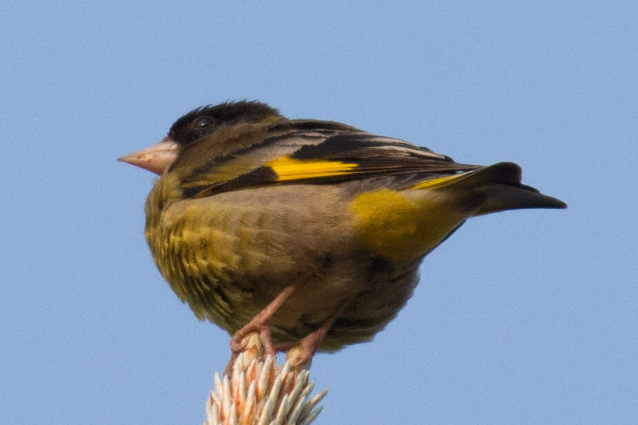 Image of Black-headed Greenfinch