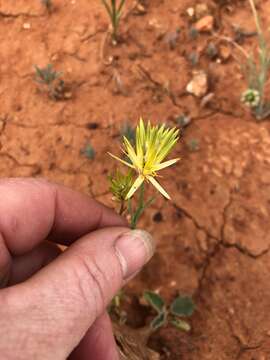 Image of Ptilotus gaudichaudii (Steudel) J. M. Black