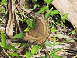 Image of chocolate pansy