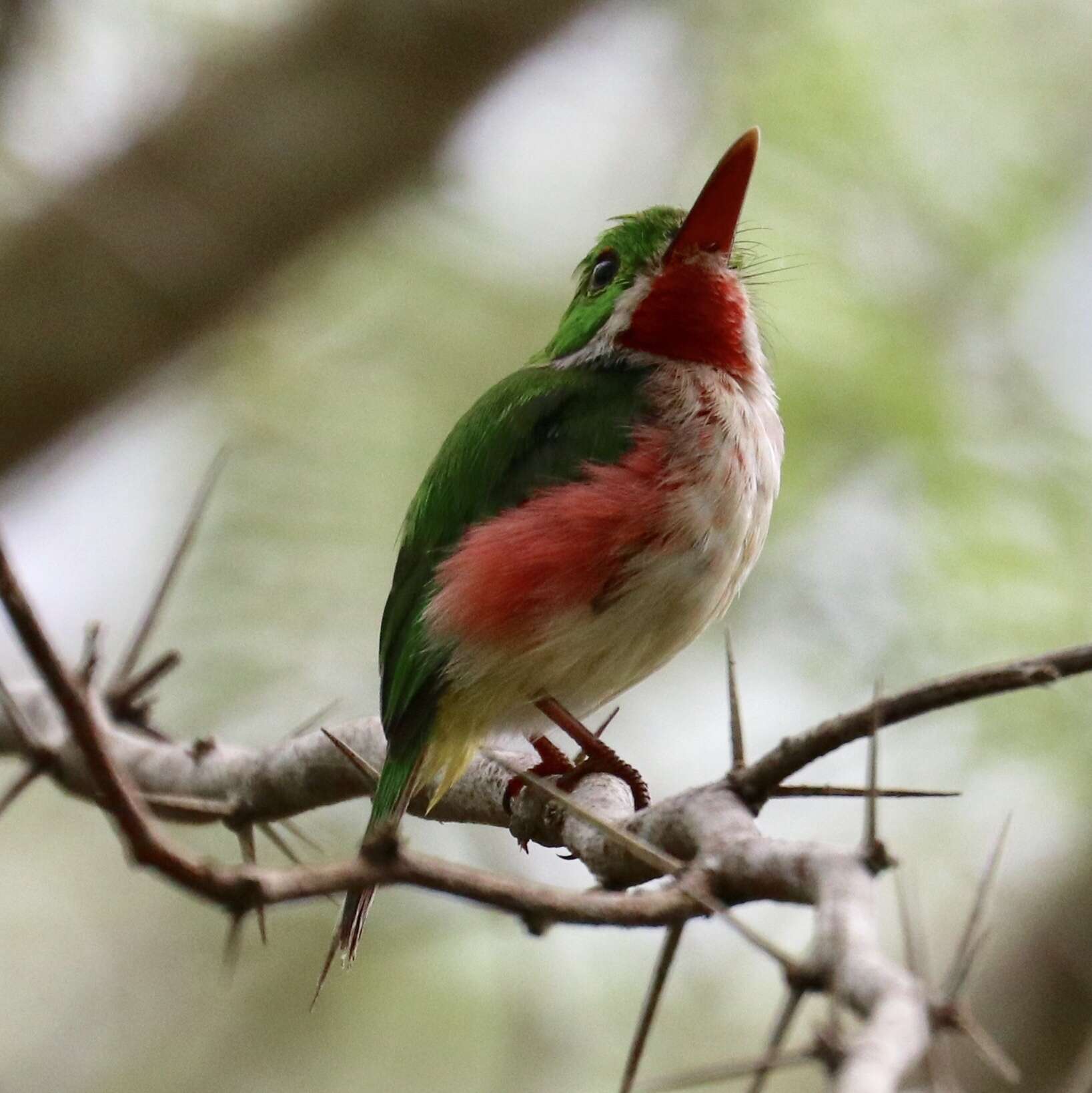 Image of Broad-billed Tody