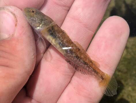 Image of American shadow goby