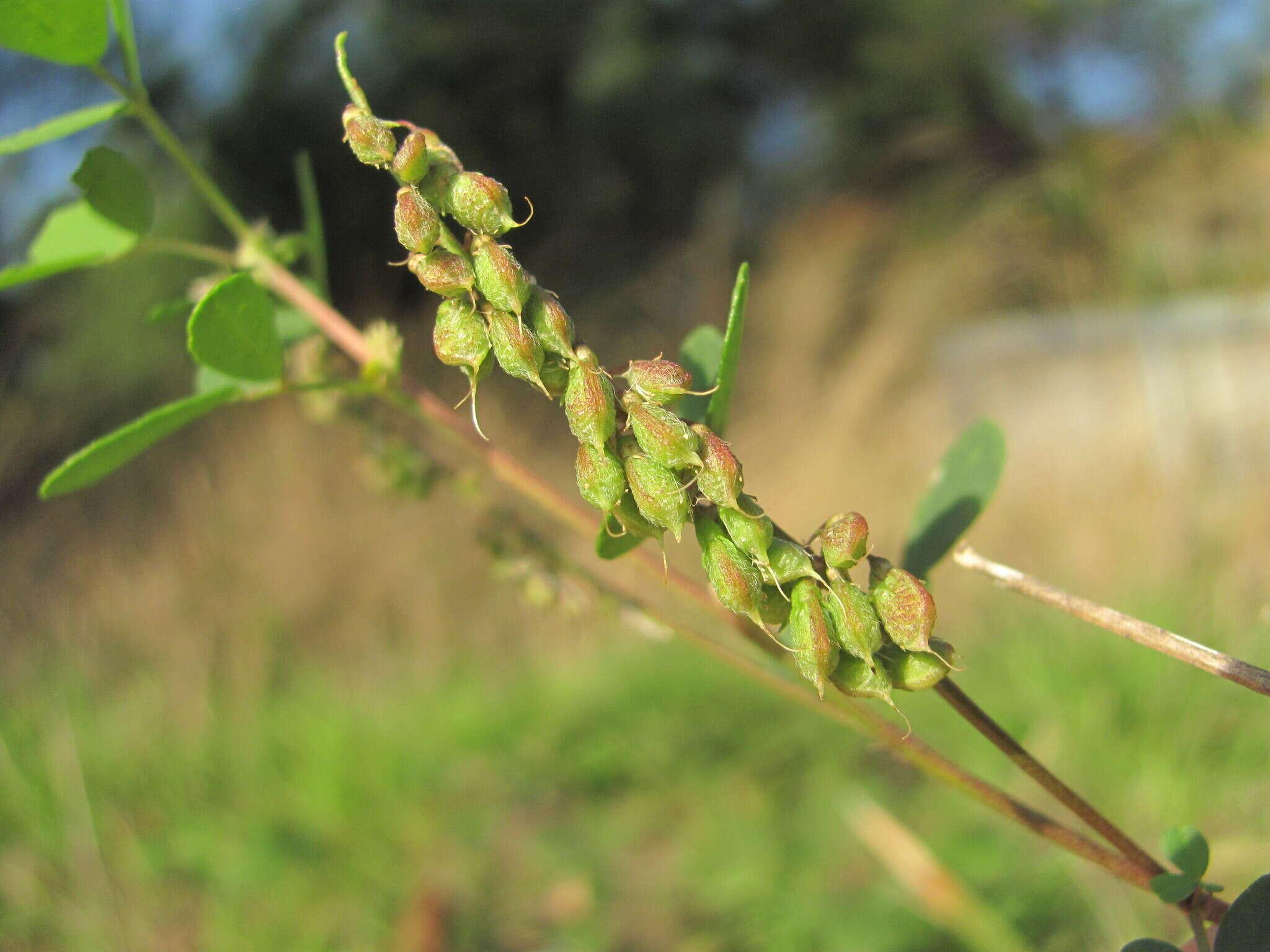 Imagem de Melilotus hirsutus Lipsky