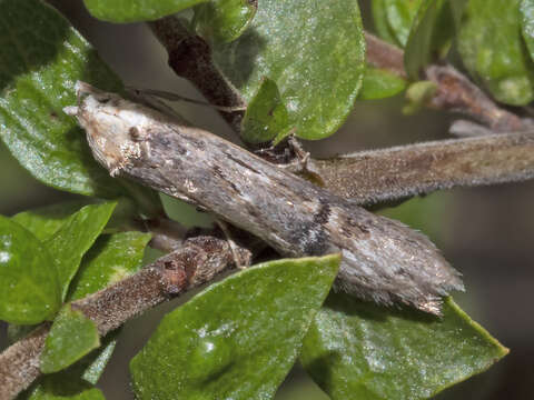 Image of Ioptera aristogona Meyrick 1884