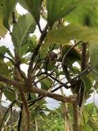 Image of Aristolochia liukiuensis Hatusima