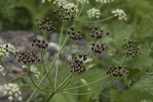 Image of Heracleum freynianum Somm. & Levier