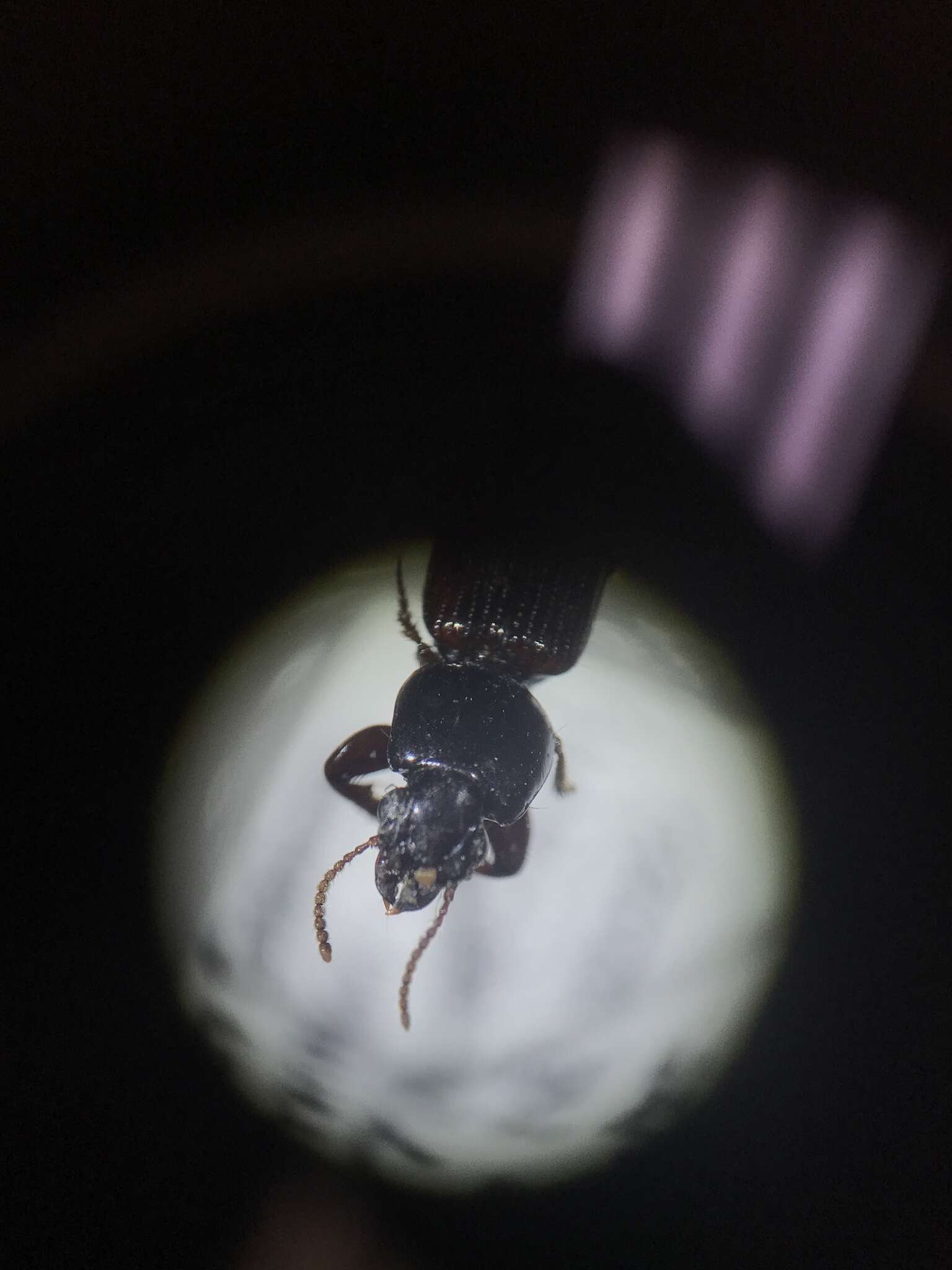 Clivina (Paraclivina) bipustulata (Fabricius 1798)的圖片