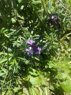 Image of Bowles perennial wallflower