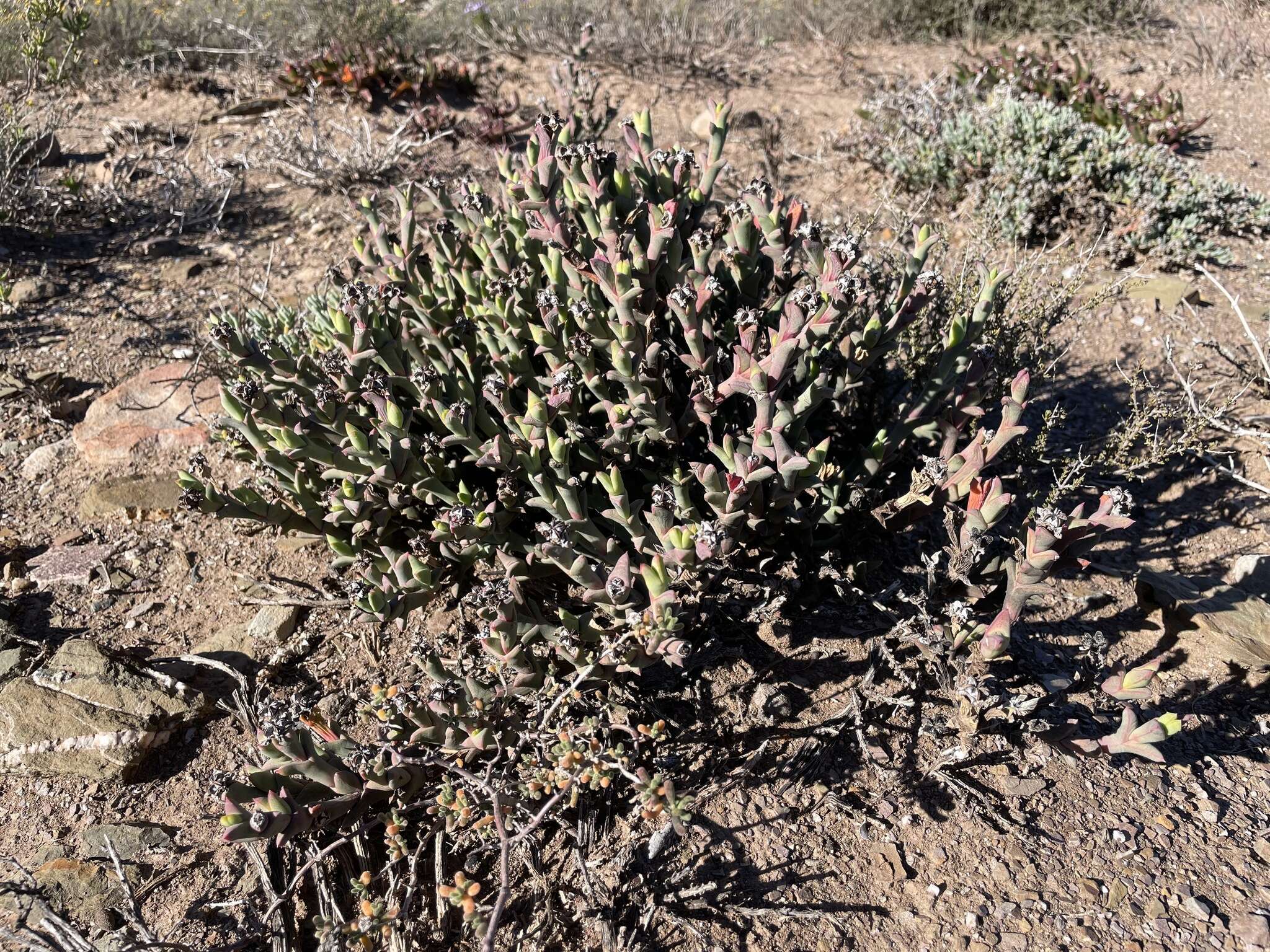 Imagem de Ruschia perfoliata (Mill.) Schwant.