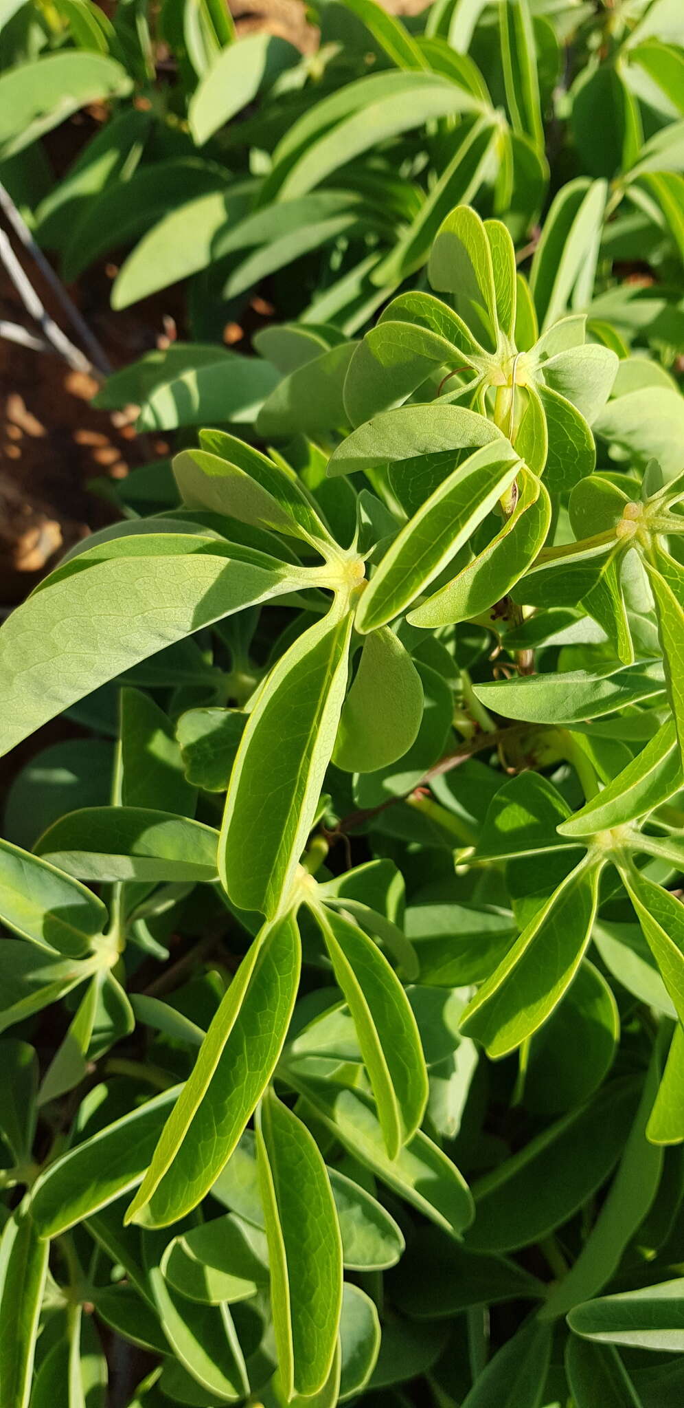 Image of desert rose