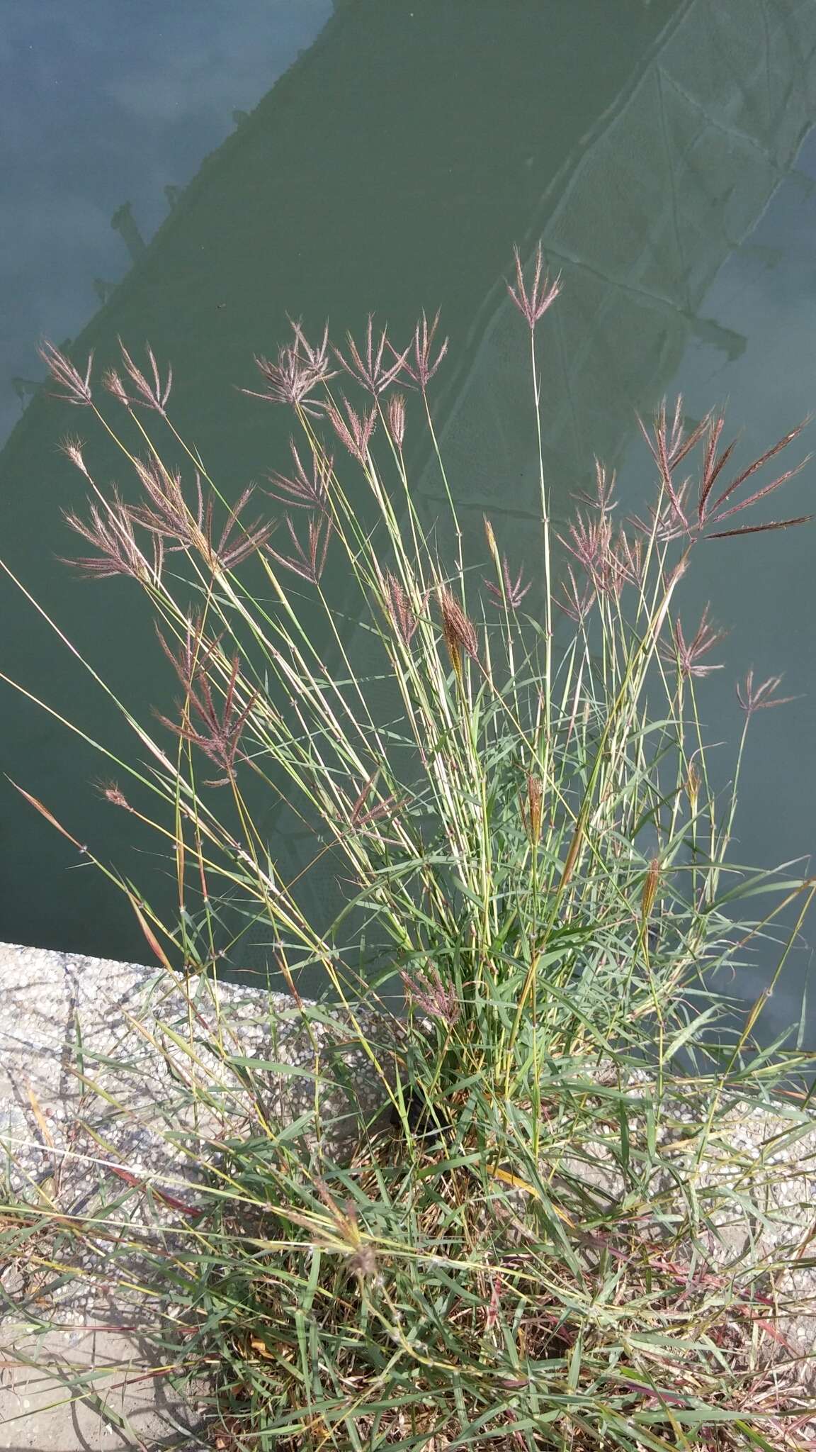 Image of Kleberg's bluestem