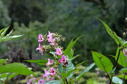 Imagem de Impatiens sulcata Wall.