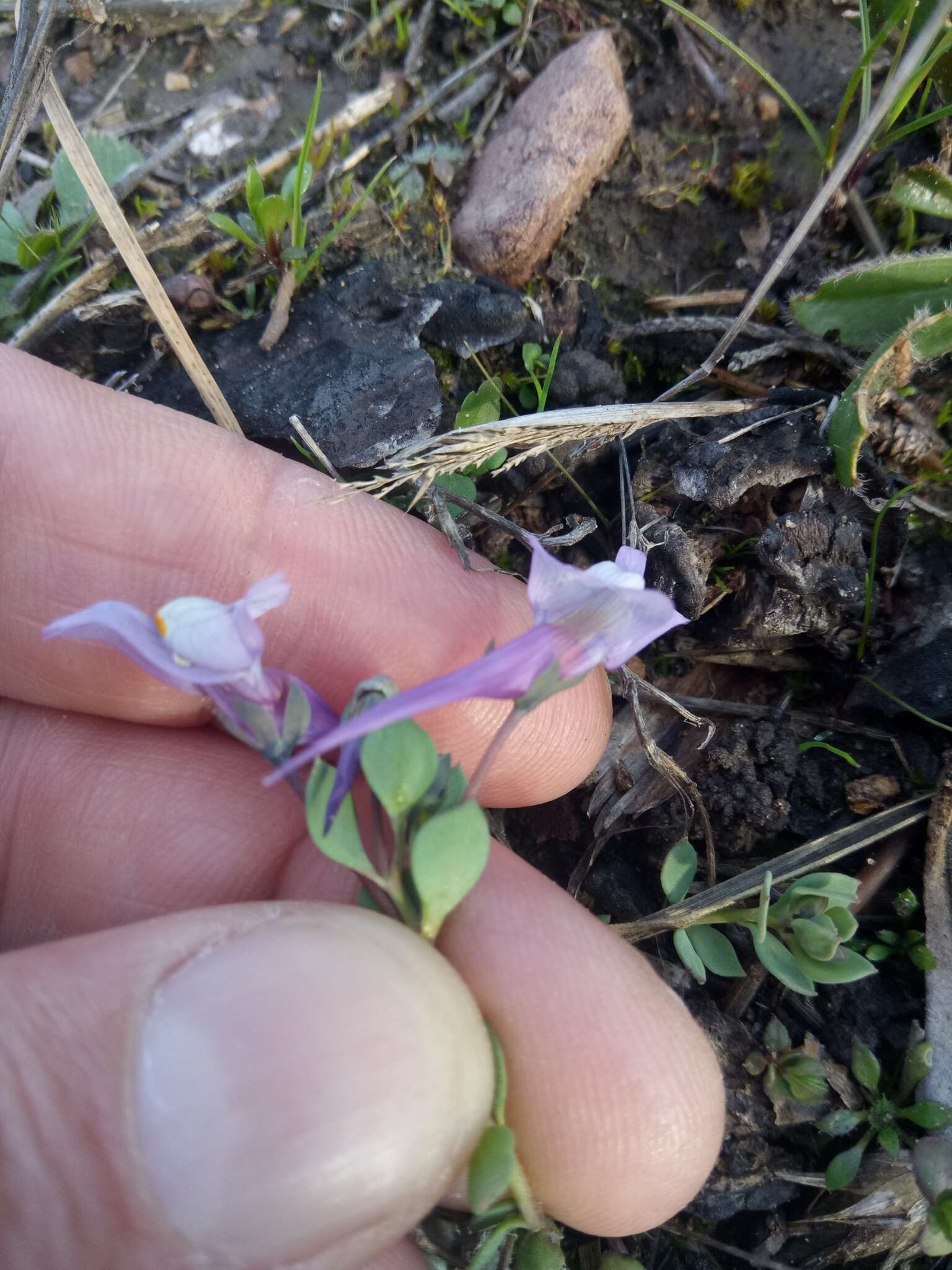 Image of Linaria reflexa subsp. reflexa