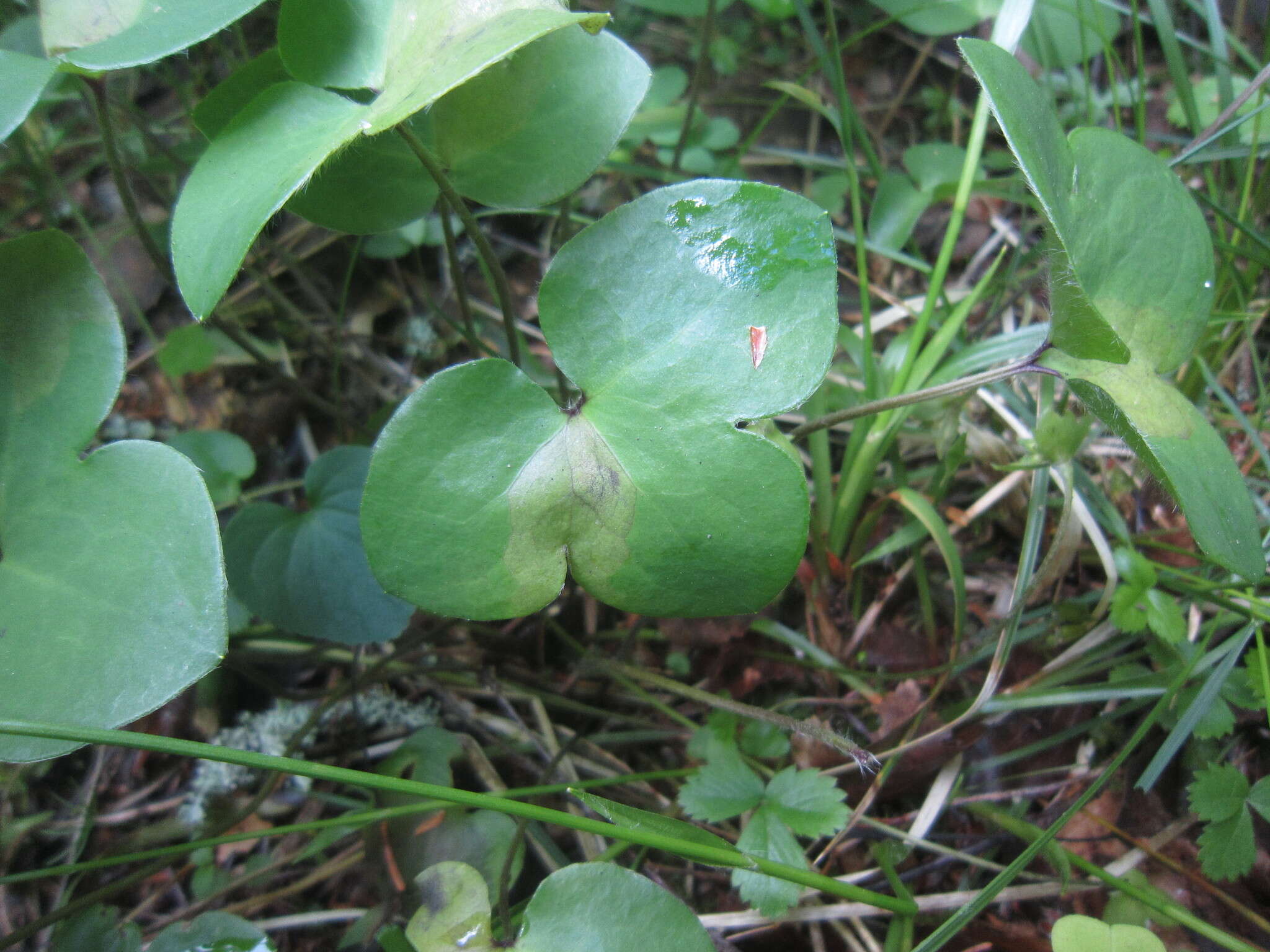 Image of Plasmoverna pygmaea