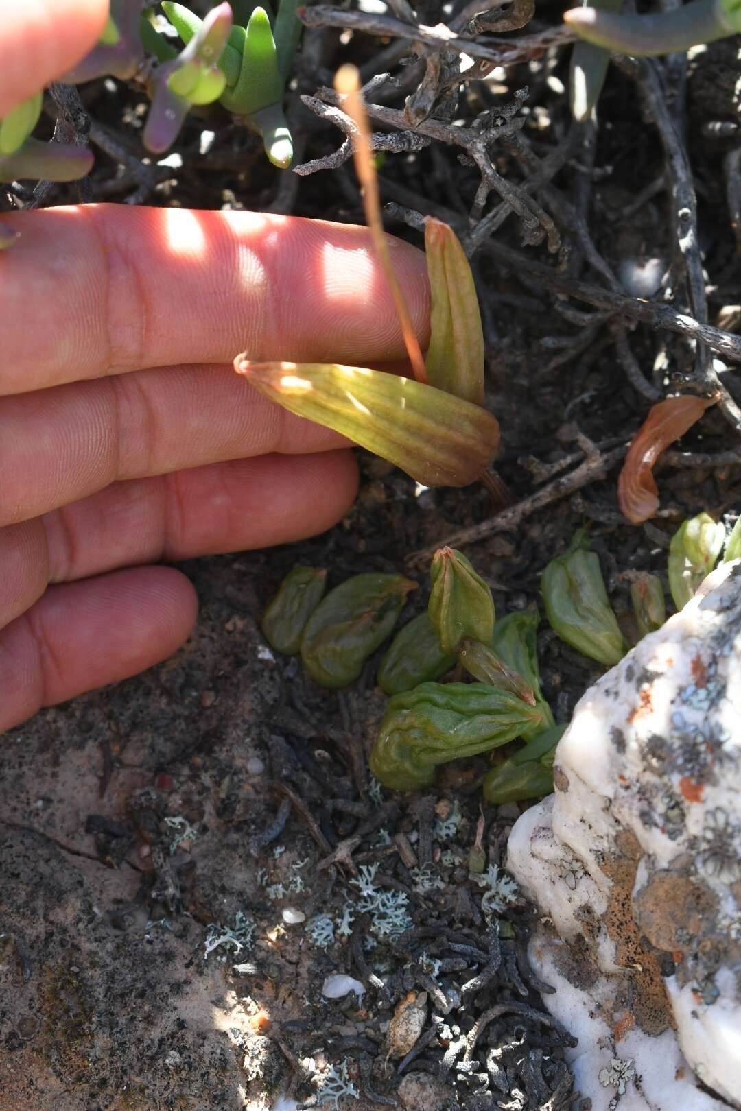 Image of Bulbine diphylla Schltr. ex Poelln.