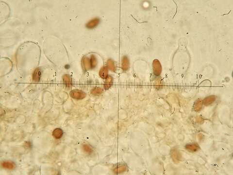 Psathyrella panaeoloides (Maire) Arnolds 1982 resmi