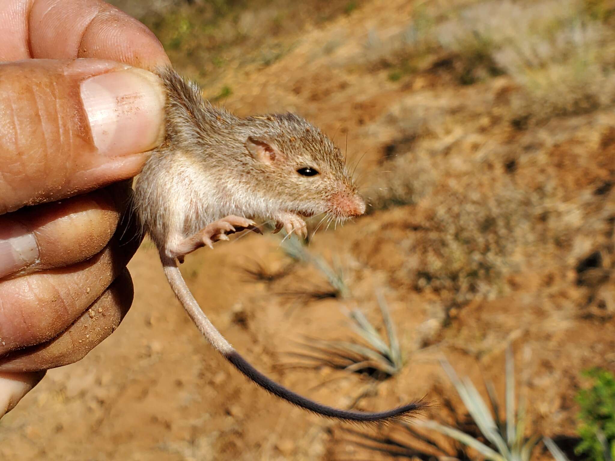 Plancia ëd Chaetodipus pernix (J. A. Allen 1898)