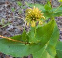 Imagem de Tetragonotheca ludoviciana (Torr. & A. Gray) A. Gray