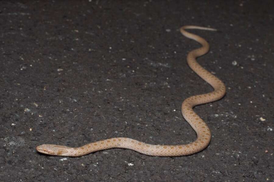 Image of Hypsiglena chlorophaea loreala Tanner 1946