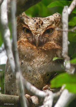 Image of Morden's Scops-owl