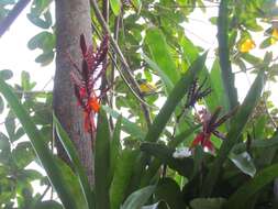 Image of Aechmea tillandsioides (Mart. ex Schult. & Schult. fil.) Baker