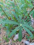 Image of Lupinus latifolius subsp. wigginsii (C. P. Sm.) P. Kenney & D. B. Dunn