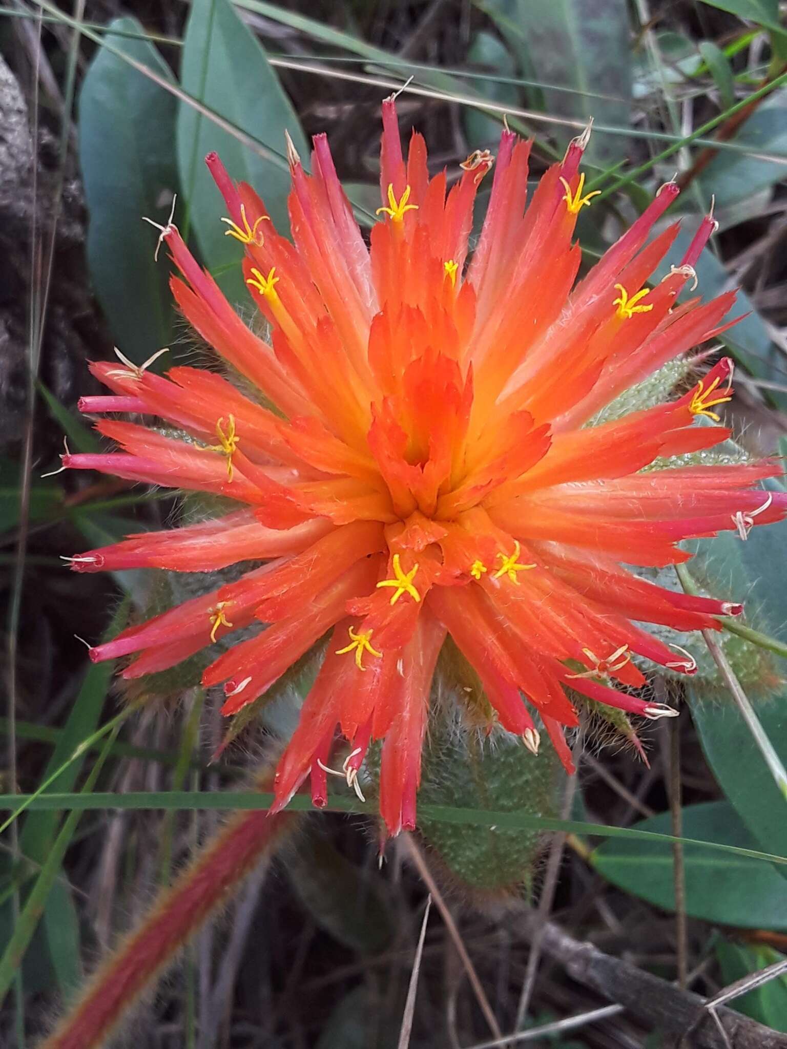 Image of Gomphrena arborescens L. fil.