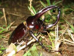 Image of Atlas beetle