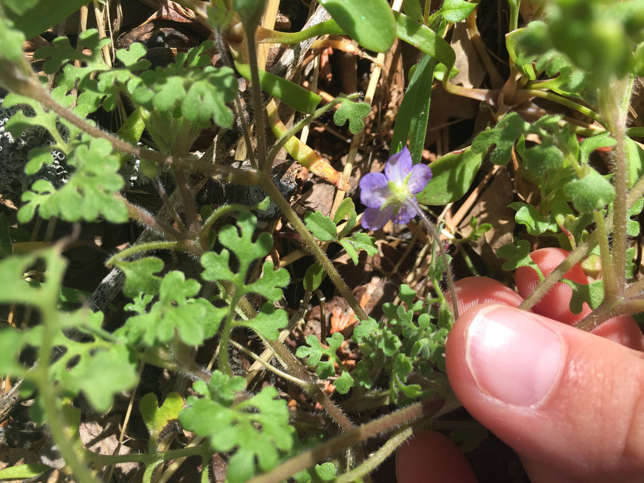 صورة Nemophila pulchella Eastw.