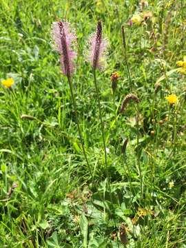 Image of Hoary Plantain