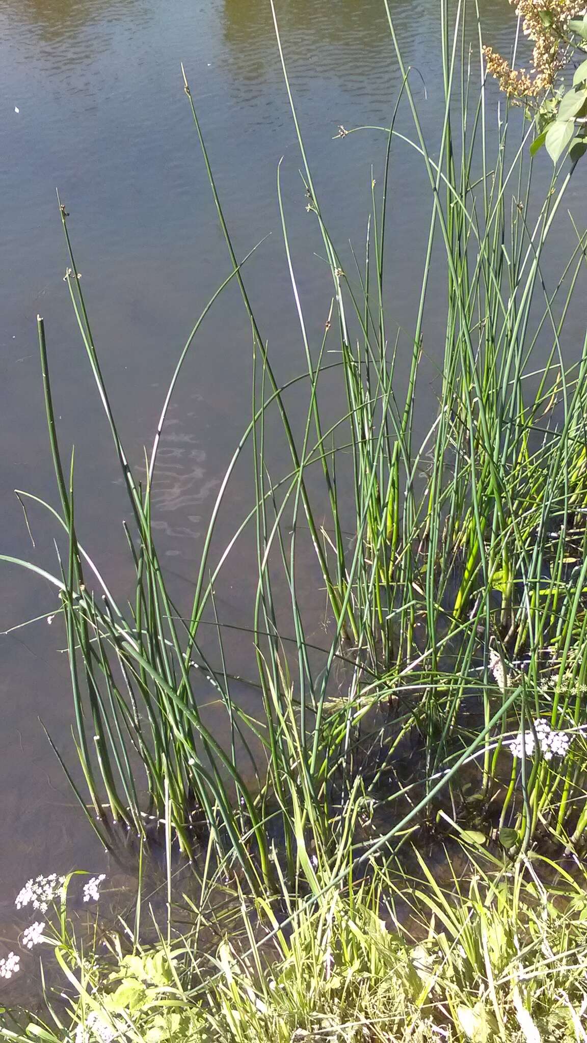 Image de scirpe des lacs, jonc des chaisiers commun