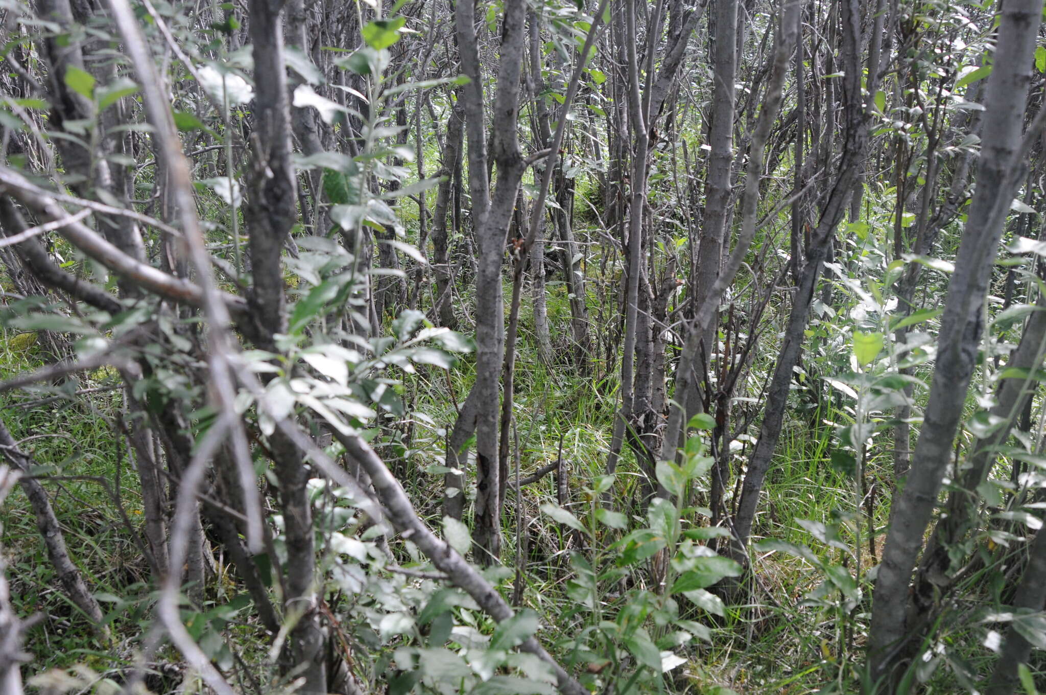 Image de Salix alaxensis (Anderss.) Coville